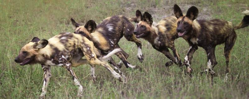 非洲野犬与鬣狗的区别（非洲野犬和鬣狗区别）
