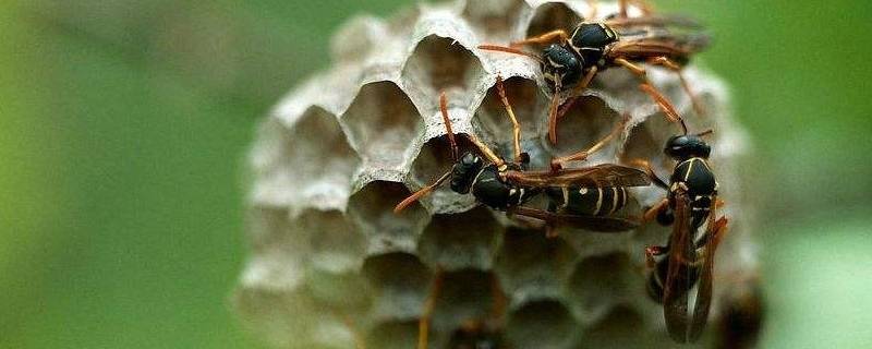 蜜蜂会在什么地方筑巢 蜜蜂喜欢在什么地方建巢