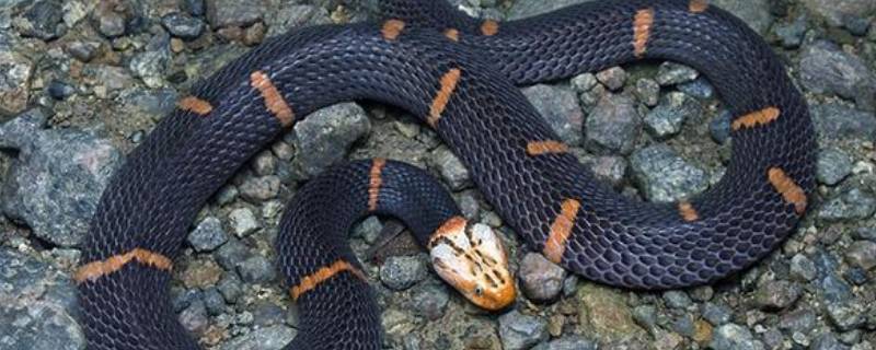 白头蝰蛇是几级保护动物 白头蝰蛇是不是保护动物