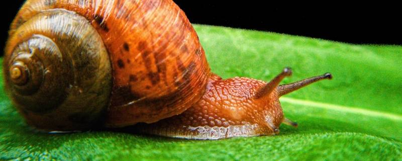 蜗牛有寄生虫吗 普通小蜗牛有寄生虫吗