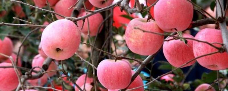 陕西苹果几月份成熟 西安苹果成熟的季节
