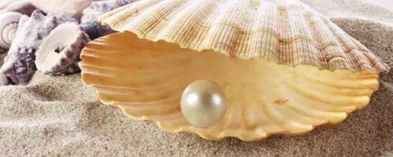 产珍珠的贝类叫什么 产珍珠的贝类叫什么拼音