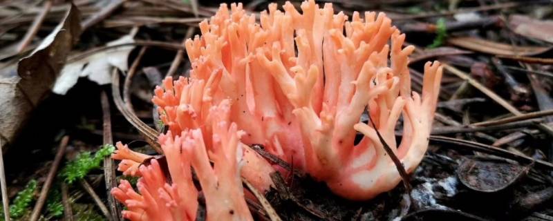 像珊瑚一样的菌菇是什么 像珊瑚一样的菌菇是什么有毒吗
