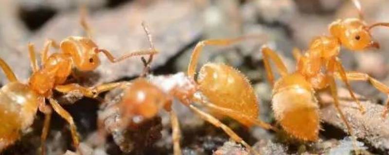 黄蚂蚁为什么会出现在家里（家里都是黄蚂蚁）