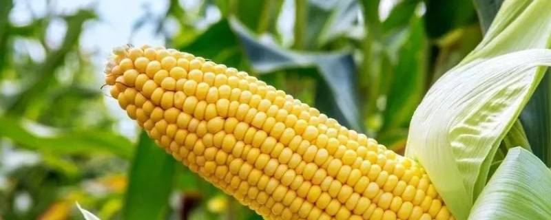 玉米棒能放冷冻保存吗 玉米棒可以冷藏保鲜多久
