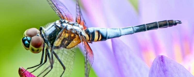 关于蜻蜓的知识有哪些 关于蜻蜓的知识有哪些?