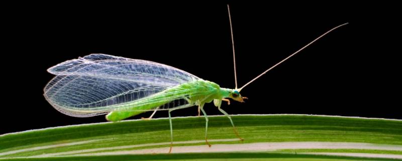 夏天常见的绿色飞虫 夏天常见的绿色飞虫叫什么