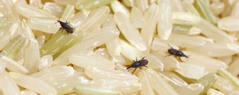 米里面会飞的虫子是什么虫呢 米里面飞出来的虫子叫什么