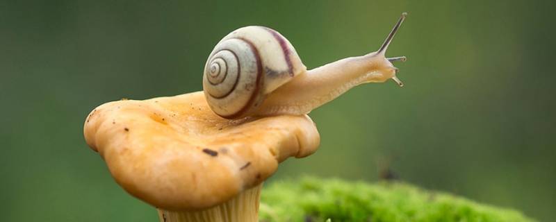 野生蜗牛能不能吃 野生蜗牛为什么不能吃