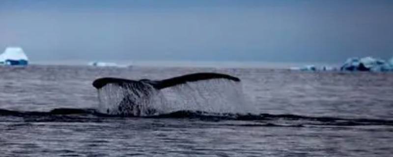 鲸鱼有多大 鲸鱼有多大和多长