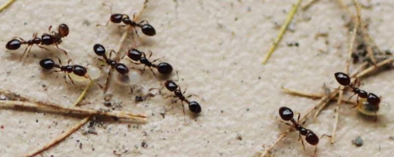 六楼家里有蚂蚁是什么原因 家里有蚂蚁是什么原因