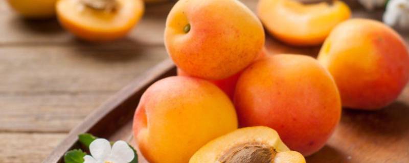 油杏和普通杏有什么区别（油光杏和小白杏的区别）