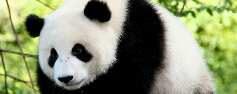 大熊猫是怎么吃竹子的 大熊猫是怎么吃竹子的?(具体吃的动作