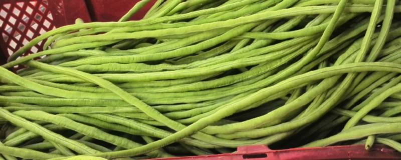 长缸豆叫什么 长豇豆属于豆类吗