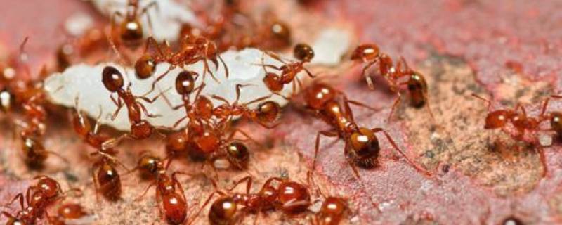 火红蚁长什么样 有红火蚁吗