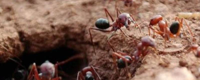 蚂蚁窝怎么消灭它 田里的蚂蚁窝怎么消灭它