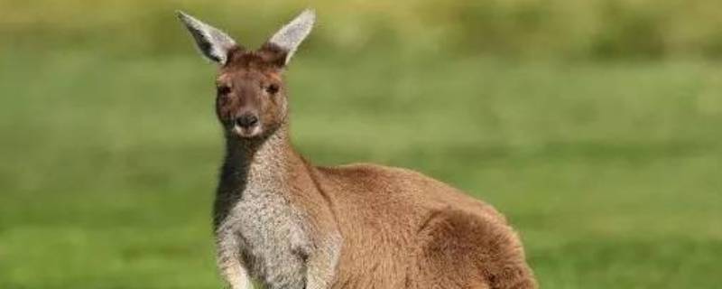 澳大利亚有哪些动物 澳大利亚有哪些动物园