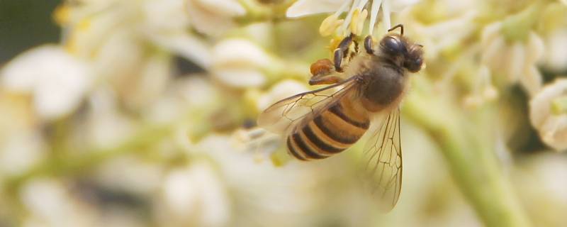 花和蜜蜂的关系（花和蜜蜂之间是什么关系?）