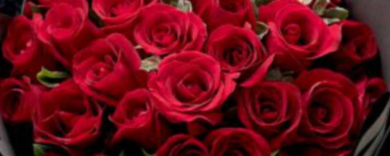 三朵玫瑰花代表什么意思 送老婆三朵玫瑰花代表什么意思