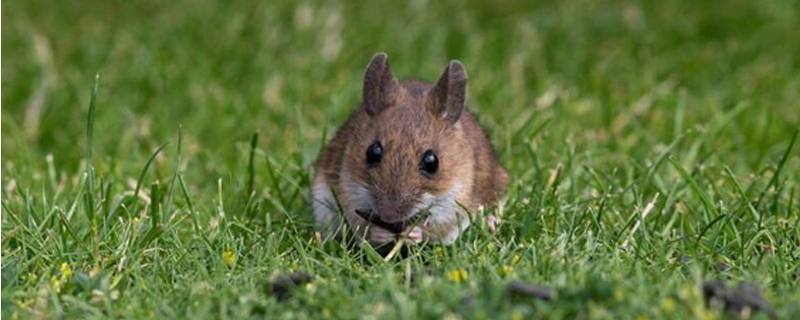 老鼠怕什么气味怎样才能灭老鼠 老鼠怕什么气味怎样才能灭老鼠樟脑丸