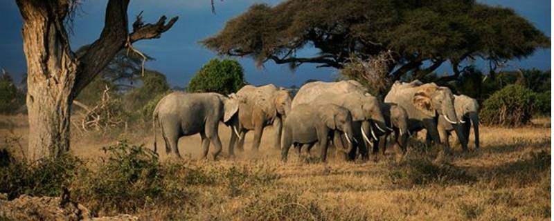 大象是几级保护动物 大象是几级保护动物世界