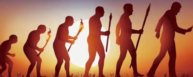 人类祖先的进化历程（人类祖先的进化历程图片）