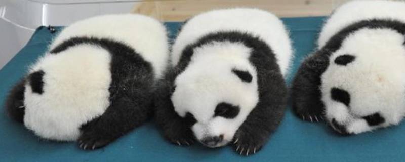 大熊猫有冬眠的习性吗 大熊猫有没有冬眠的特征