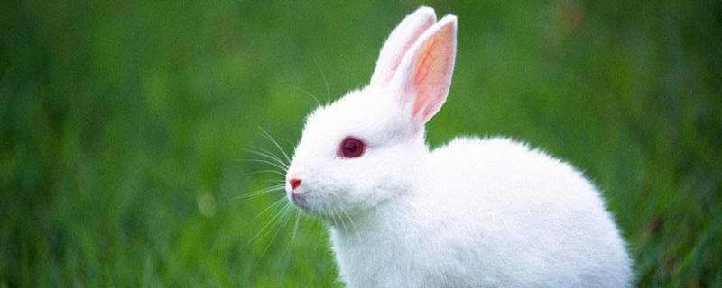兔子是啮齿动物吗（兔子算不算啮齿类动物）