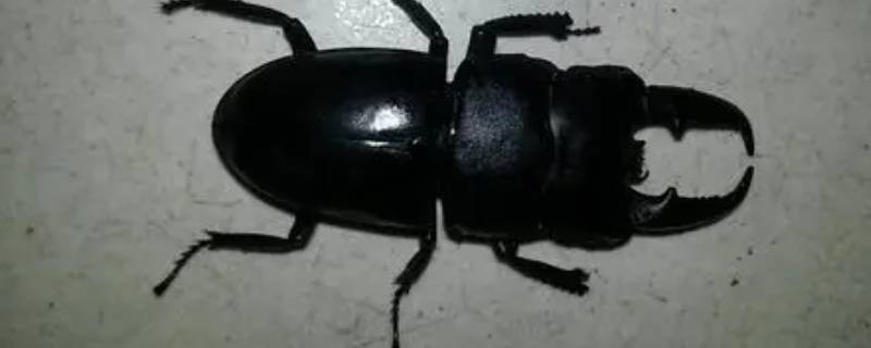 黑色甲虫吃什么食物（黑色甲壳虫吃什么食物）
