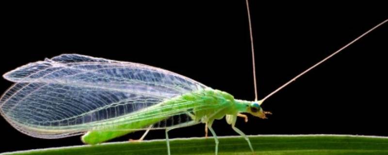 青绿色的小飞虫是什么虫 叶蝉