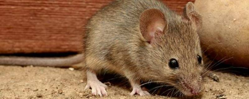 老鼠富含一种叫什么的物质 老鼠还富含一种叫做什么的物质