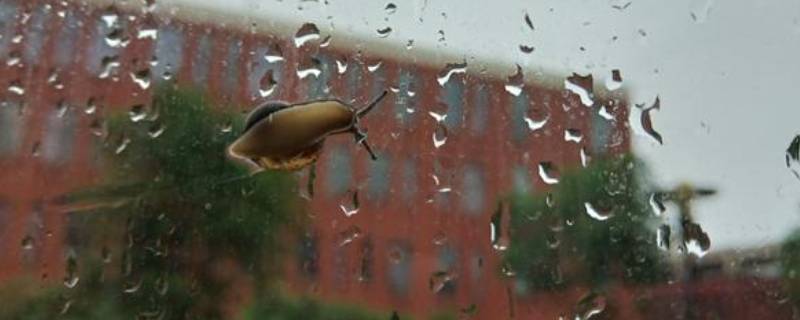 下雨天应该开窗户还是关窗户（下雨天适合开窗户还是关窗户）