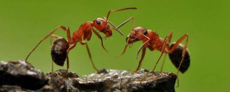 为什么阳台突然出现很多蚂蚁 阳台怎么会有蚂蚁