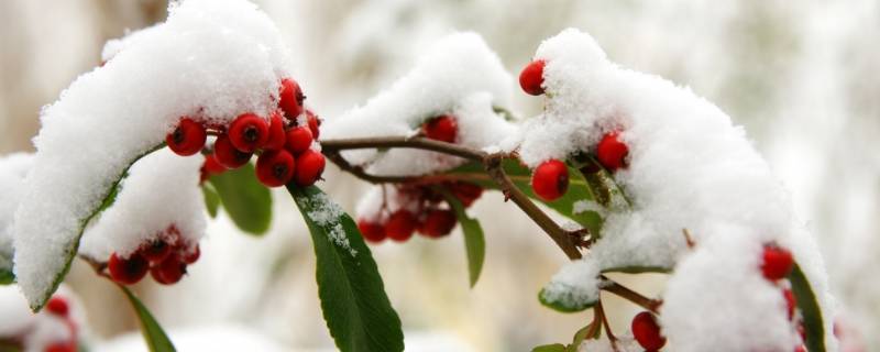 瑞雪兆丰年是几月份的雪（瑞雪兆丰年的雪是什么时候）