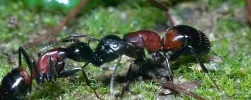 怎么消灭蚂蚁简单有效的方法 怎样才能彻底消灭蚂蚁