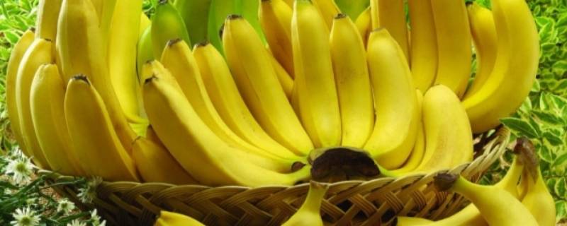 香蕉可以放冰箱冷冻保存吗 香蕉可以放冰箱冷藏么