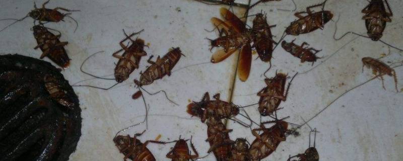 蟑螂有几个品种 蟑螂有几个品种图片