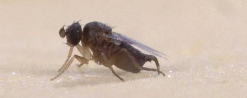 蚤蝇是怎么滋生的 蚤蝇哪里滋生