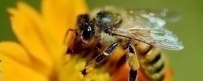 具有蜜蜂品质的动物还有哪些（具有蜜蜂这种品质的动物还有哪些）