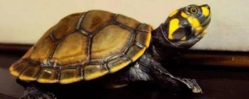 黄头侧颈龟是保护动物吗（黄头侧颈龟是保护动物吗2021）
