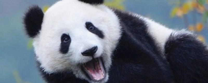 大熊猫爱吃的竹子是什么 大熊猫爱吃的竹子是什么草还是树