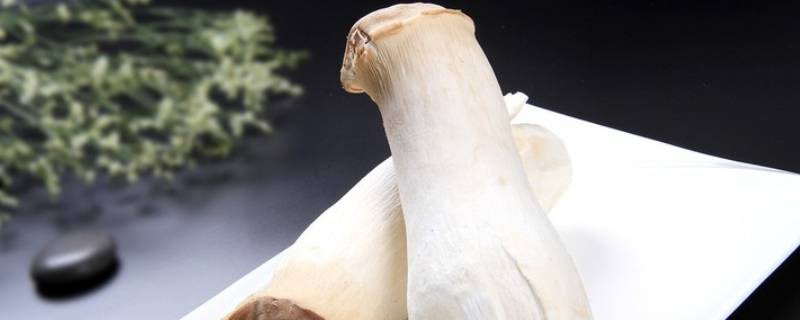 长长的蘑菇是什么菇 那种长蘑菇叫什么