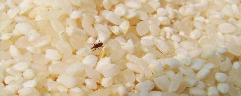 米虫会在地板繁殖吗（地板有米虫）