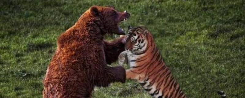 老虎打得过棕熊吗（老虎打的赢棕熊吗?）
