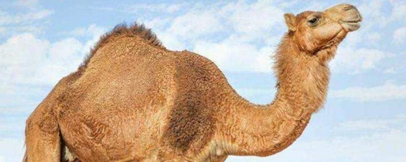 骆驼可以大可以小的地方是哪里 骆驼可以大可以小的地方是哪里脑筋急转弯