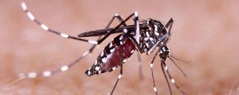 蚊子品种 常见的蚊子品种