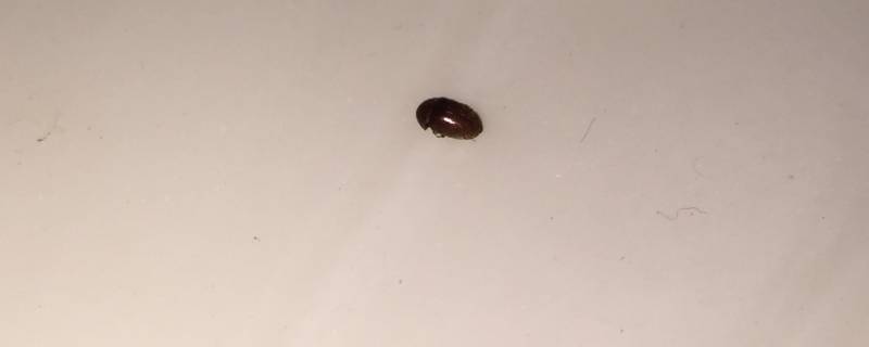 小米粒大小的褐色硬壳虫子 米粒大小有壳会飞褐色的虫子