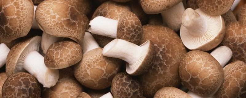 菌菇种类 菌菇种类大全名字