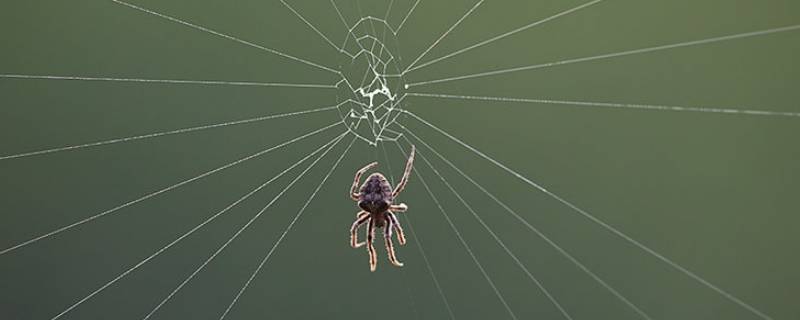 蜘蛛在窗外结网要弄掉吗（蜘蛛在窗前结网好吗）