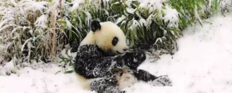 大熊猫是否冬眠 大熊猫会冬眠嘛